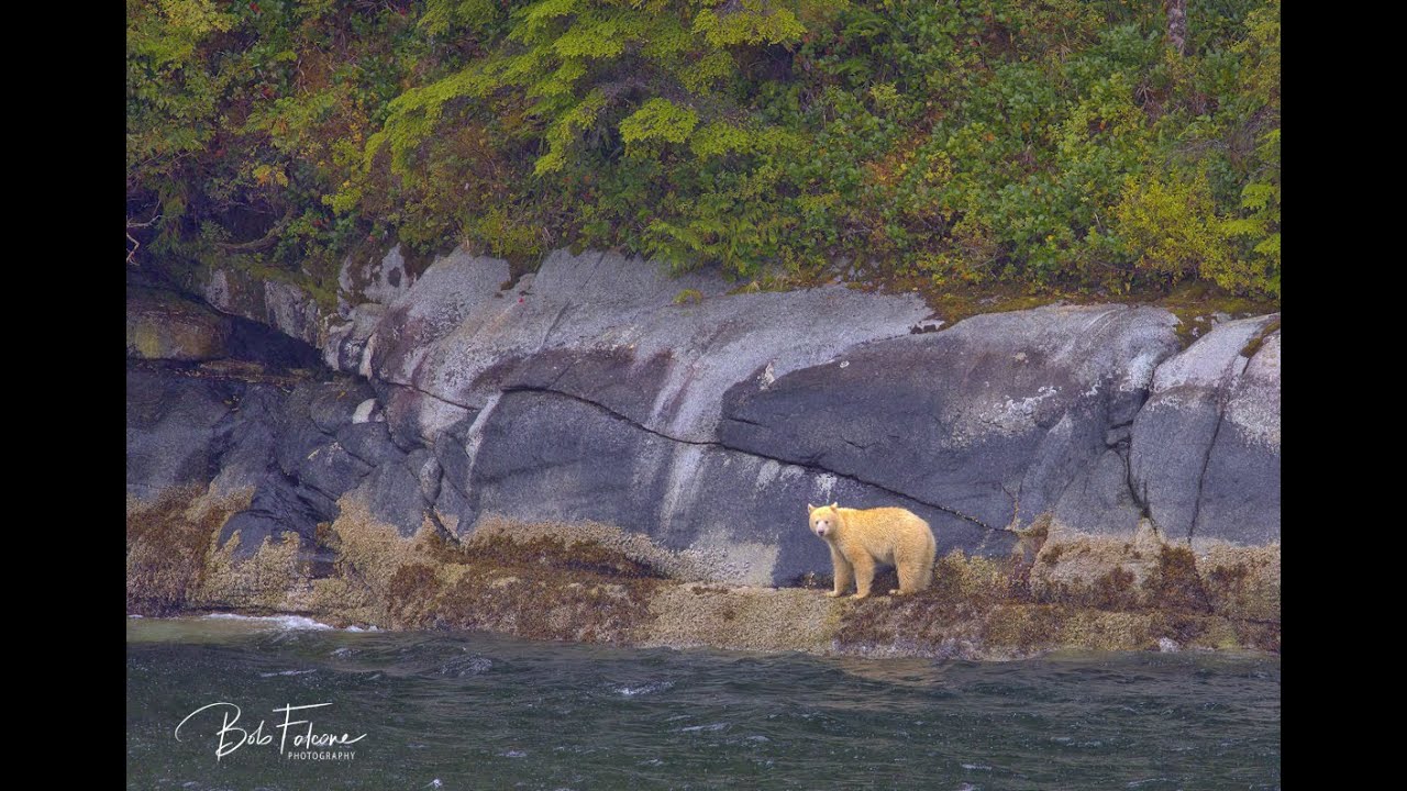 National Geographic trip in search of Spirit Bear