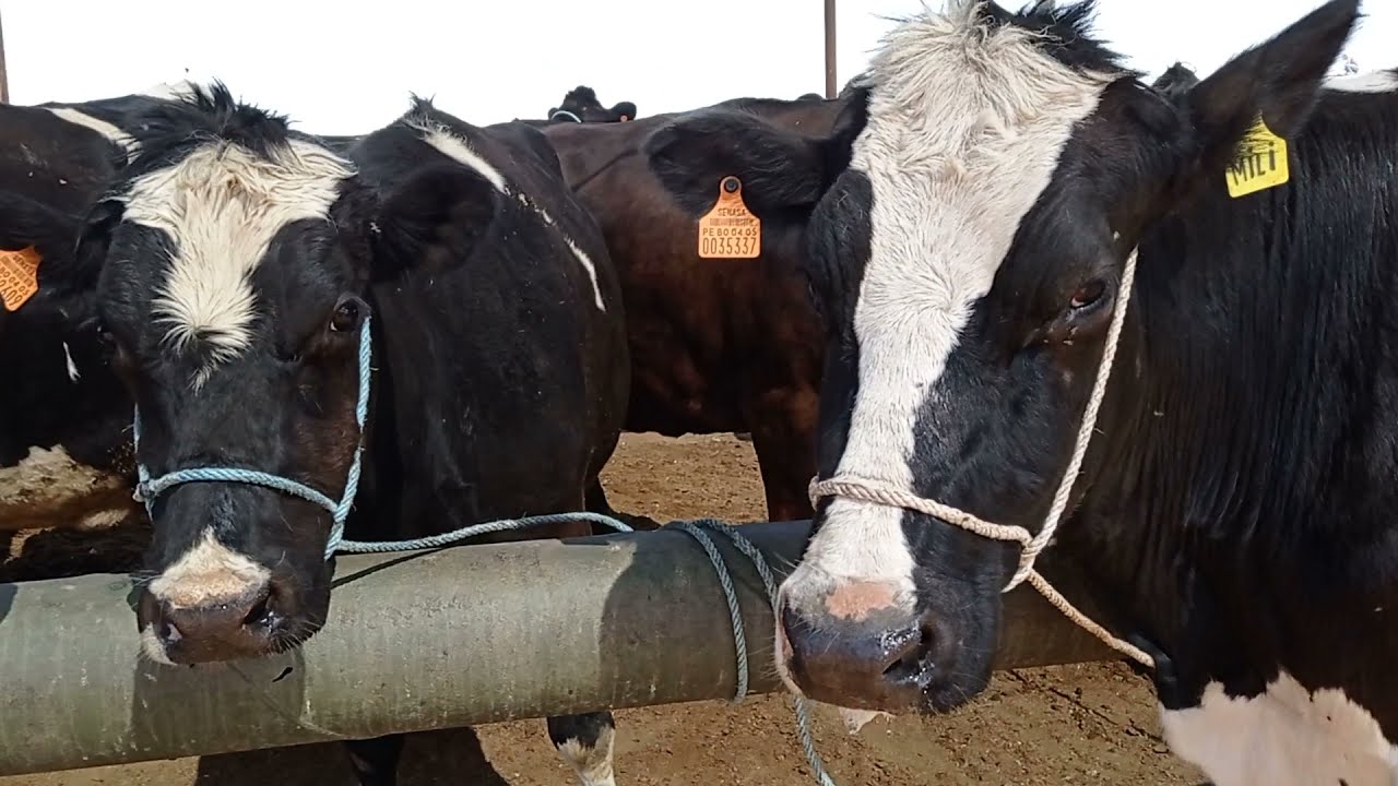 FERIA DE VENTA Y COMPRA DE GANADO CAMAL LA COLINA MAJES PEDREGAL CAYLLOMA AREQUIPA PERU 2021
