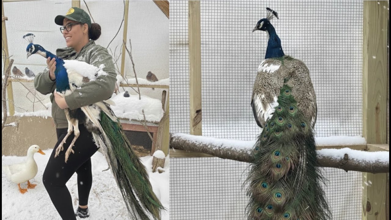 ❄️FARM ANIMALS IN A SNOWSTORM | CAN THEY SURVIVE THIS!? - BONUS POULTRY SHOW! #farming #birds
