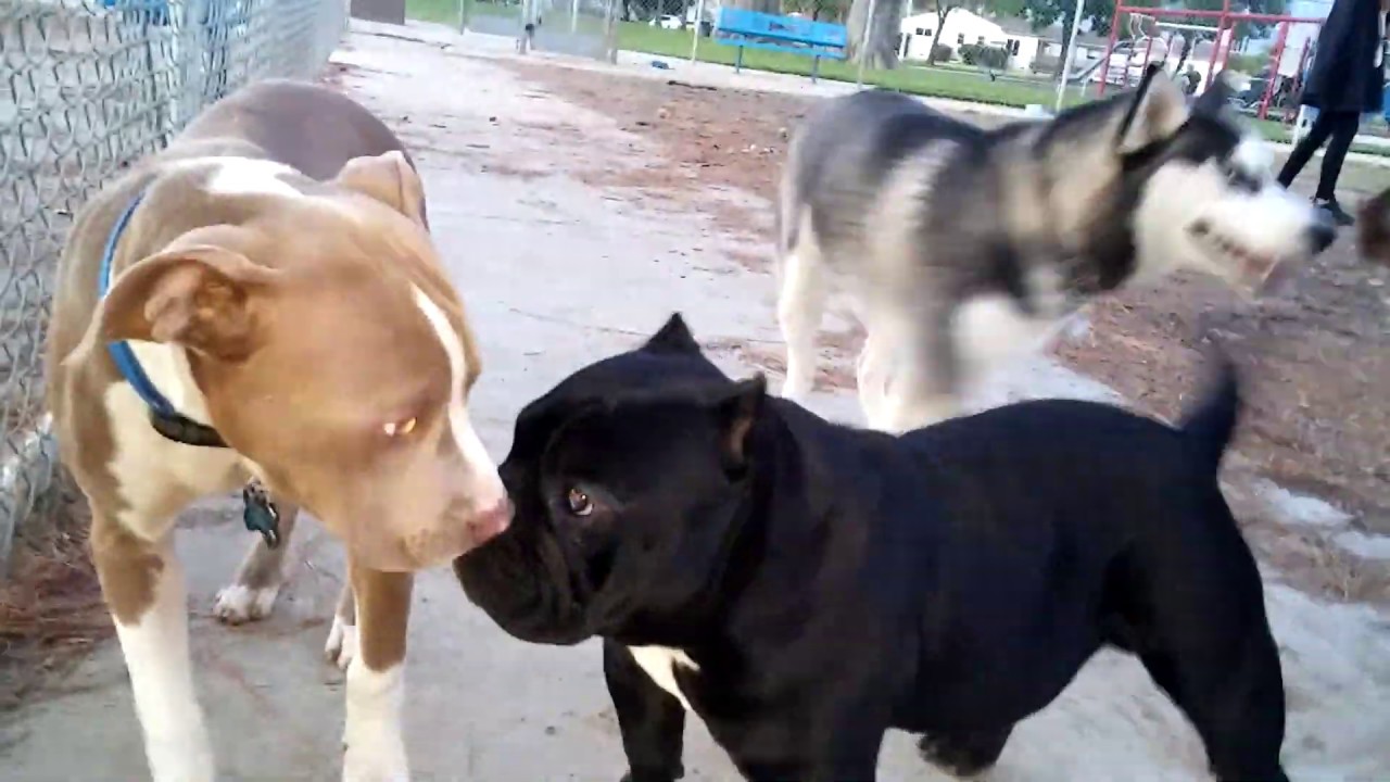 Overly Agressive Dog Park Play Leads To Correction