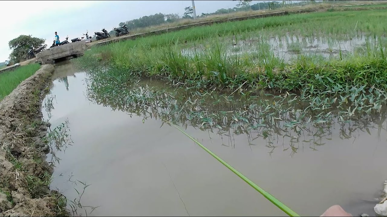 NGGA NYANGKA!!! selokan ini banyak ikan tawesnya