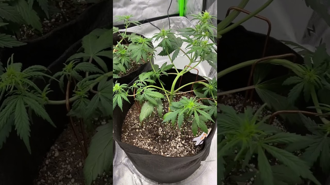 In week 3/4 #Blimburn/Cherrypie #Fastbuds/Wedding glue #vivosungrow