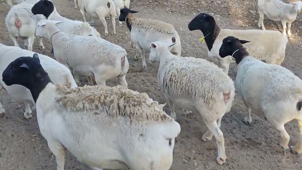 Mais uma vez na JP Rancho em galante PB no meu amigo Joselito só máquina de qualidade.👆🏻🐑💥✅
