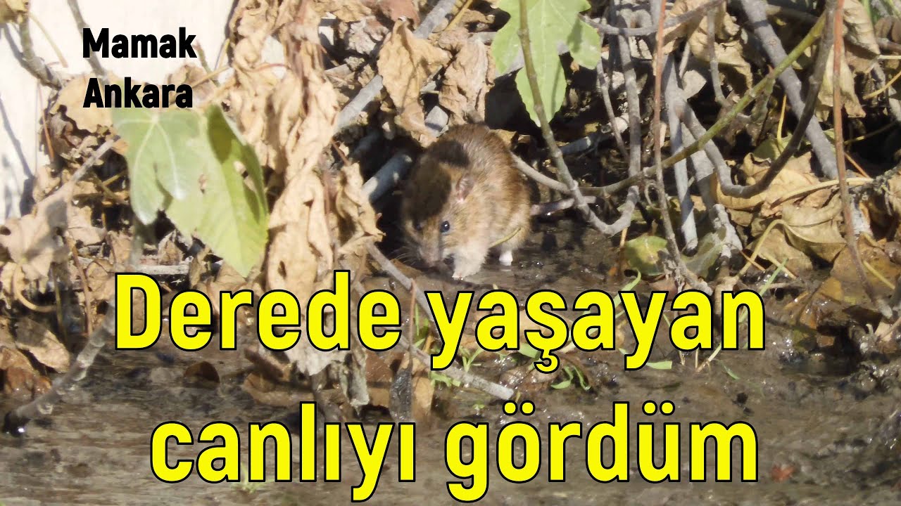 Asmalı Dere'de yaşayan canlıyı gördüm . Mamak Ankara (19.12.2024)