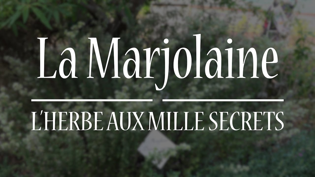 🌿 La Marjolaine : l’herbe aux mille secrets #herboristerie #santénaturelle