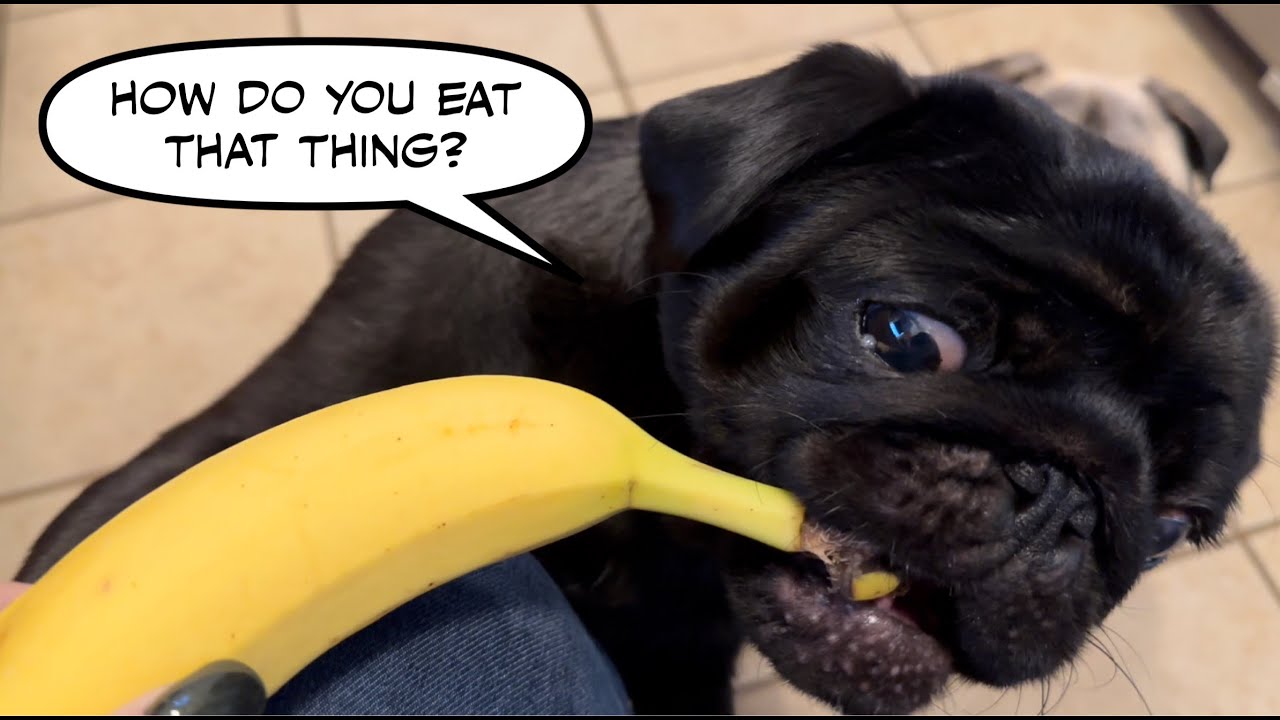 Silly Pug eating a banana