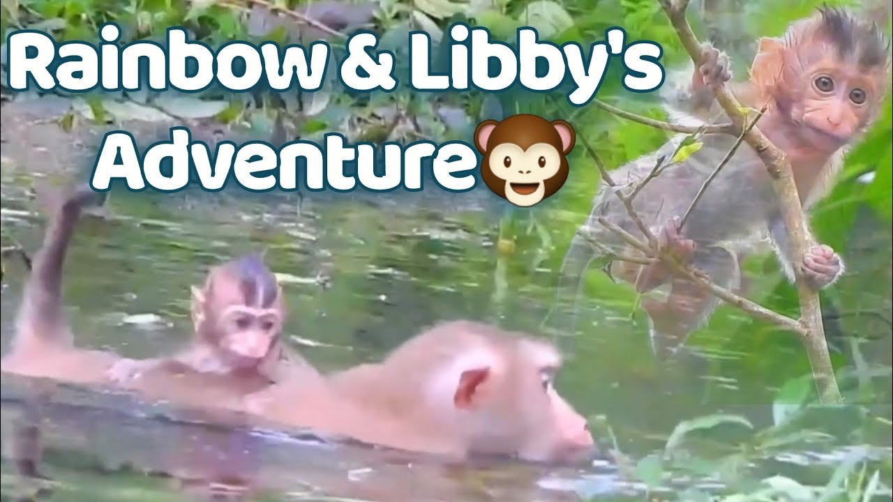 Baby Monkey Rainbow Swims For 1st Time With Mom Libby & Climbs Trees With Monkey Amanda | No Humans👍