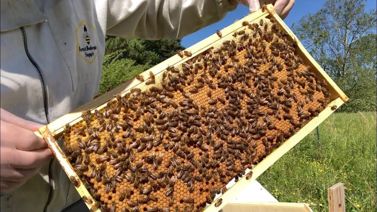 Swarm Trapping: Moving Swarms to Permanent Hives | Super Queens | Beekeeping for Beginners