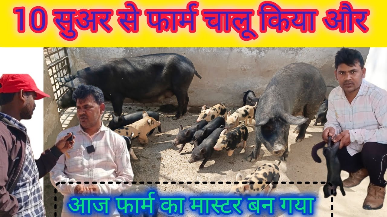 10 सुअर से फार्म चालू और अभी सैकड़ों में सुअर ।। Pig farming profit and loss @gyantriblog1530 
