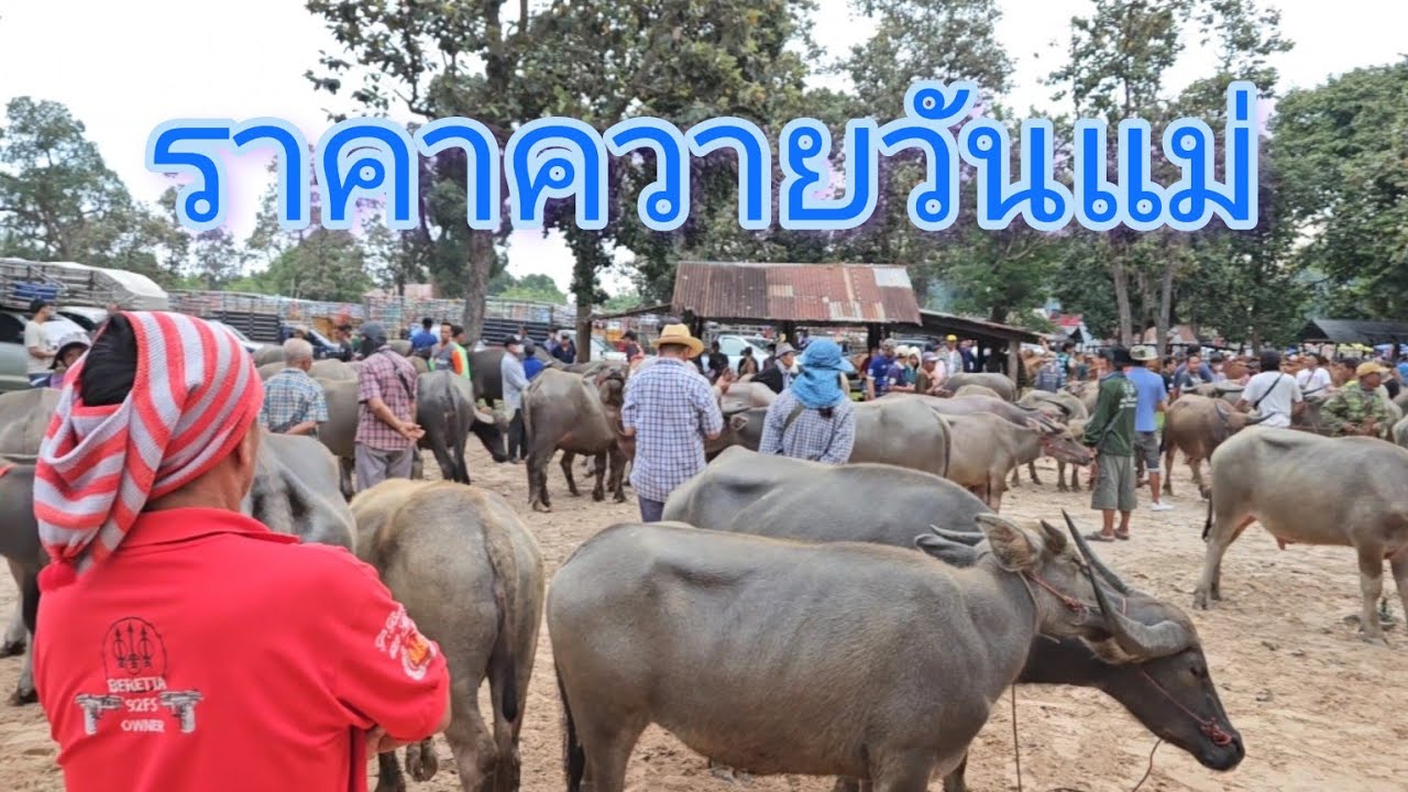 #ราคาควายวันนี้ ยังราคาเบาๆสุขสันต์วันแม่แห่งชาติ #ตลาดนัดโคกระบือ ห้วยฝ้ายพัฒนาอ.ตระการพืชผล