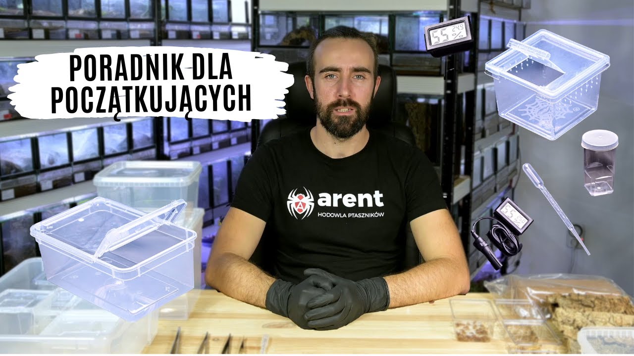 Jak zacząć hodowlę ptaszników? - akcesoria, karmówka, warunki | arent.pl