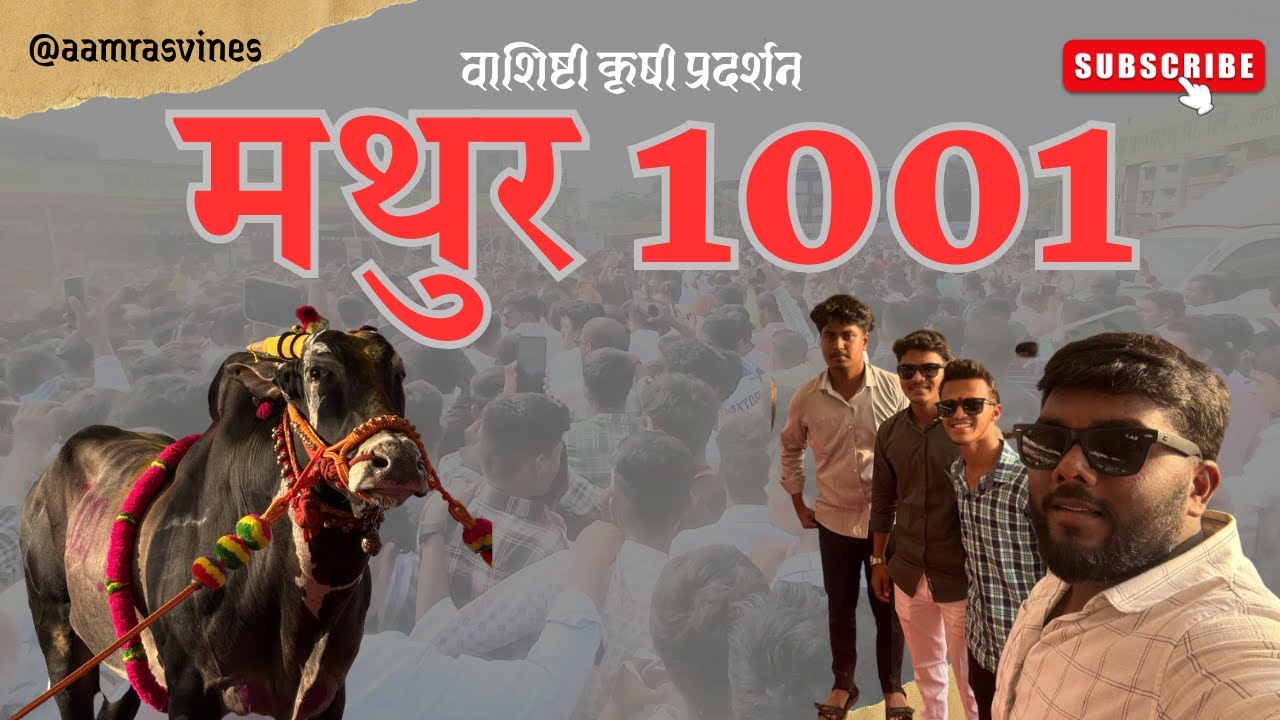 Mathur 1001 In Chiplun Washisthi Krushi Mahotshav || मथुर १००१ चिपळूण मधे वाशिष्ठी कृषी महोत्सव