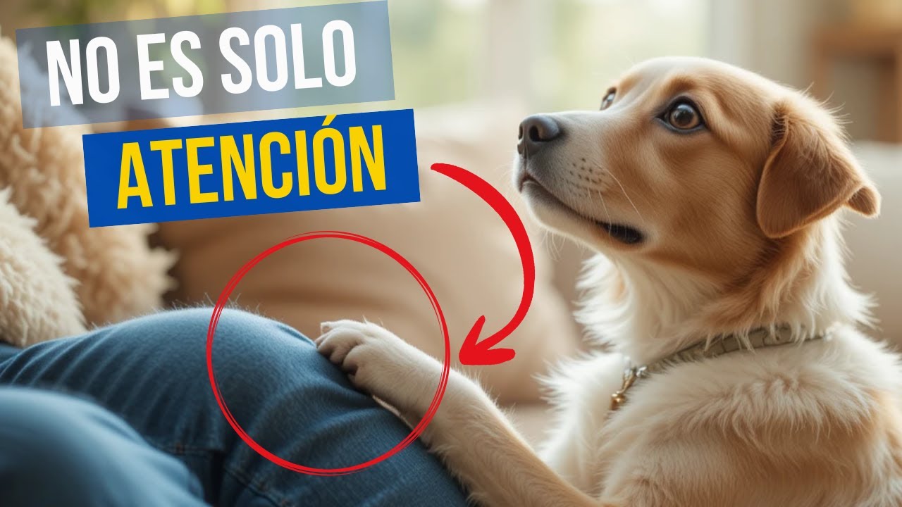 Tu PERRO te pone la PATA ENCIMA? - Esto es lo que realmente SIGNIFICA