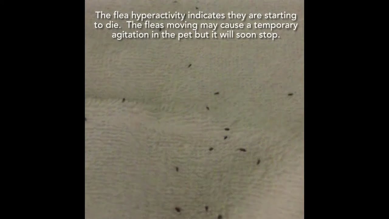 15 minutes post Capstar flea pill in a cat