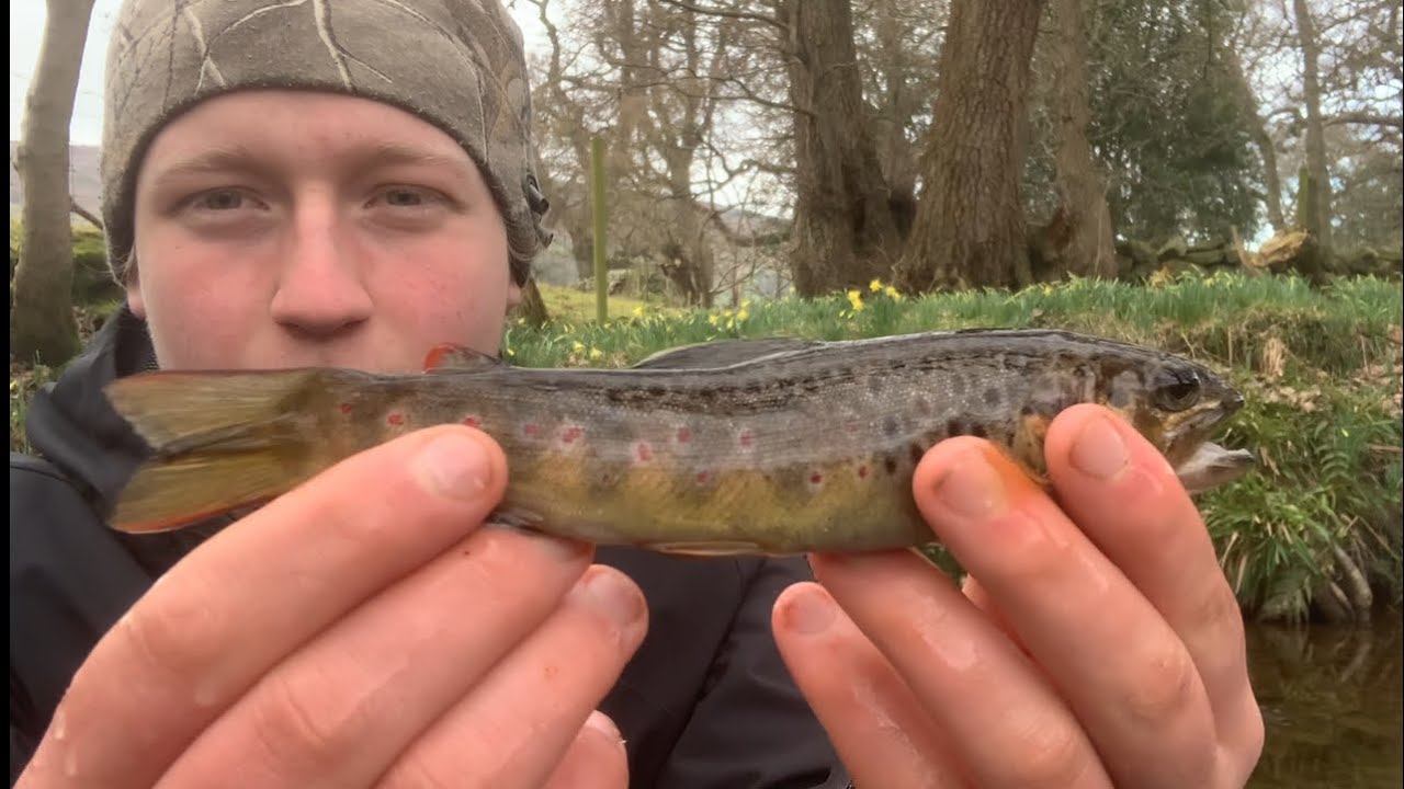 Spinning for WILD brown trout in winter 