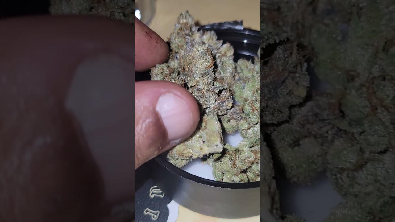 Pearadise *1st Place for best sativa*( Peach Ozz x Kosher Kush) cultivated by Team Elite Genetics