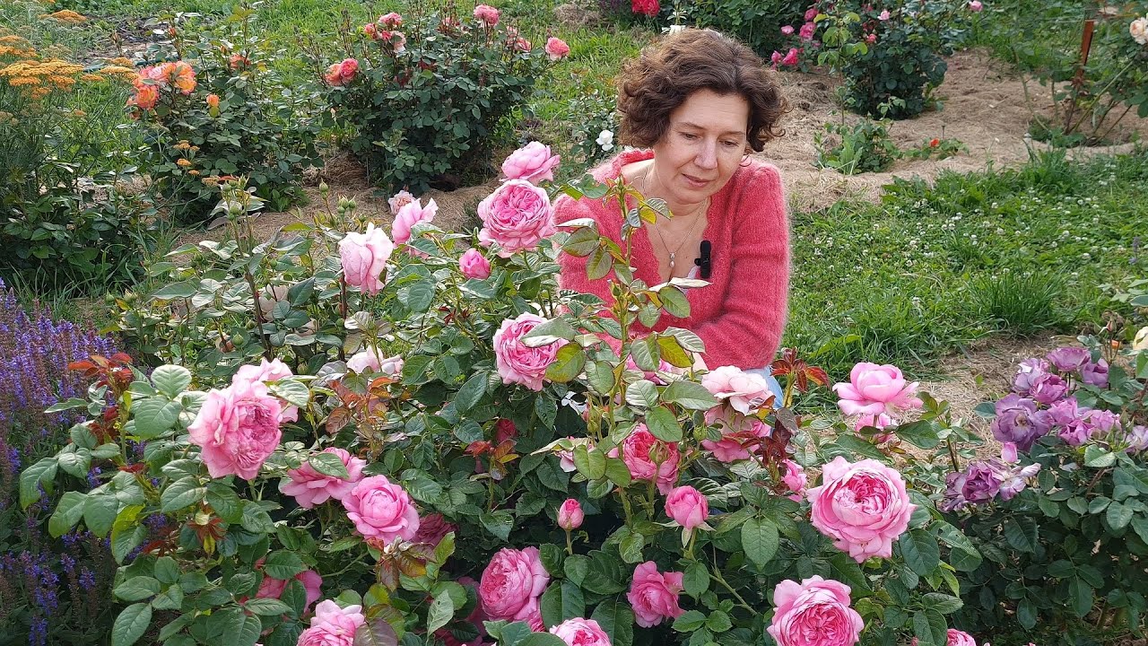 Розы в моём саду - 2023 / Новые сорта роз / Roses in my garden 2023 / New varieties of roses /