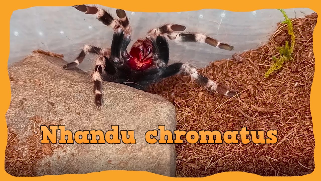Pielęgnacja hodowli #4 - Nhandu Chromatus | #spider