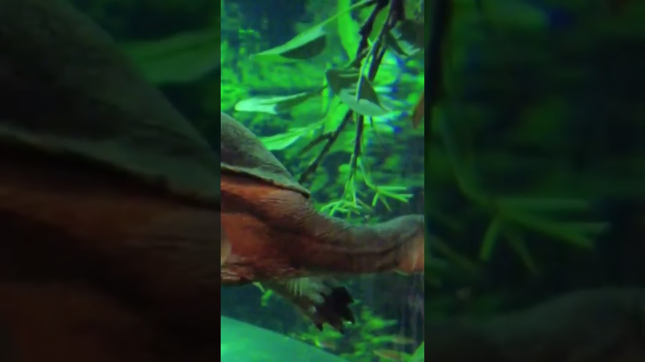 Have you ever seen a snake-neck turtle before? 