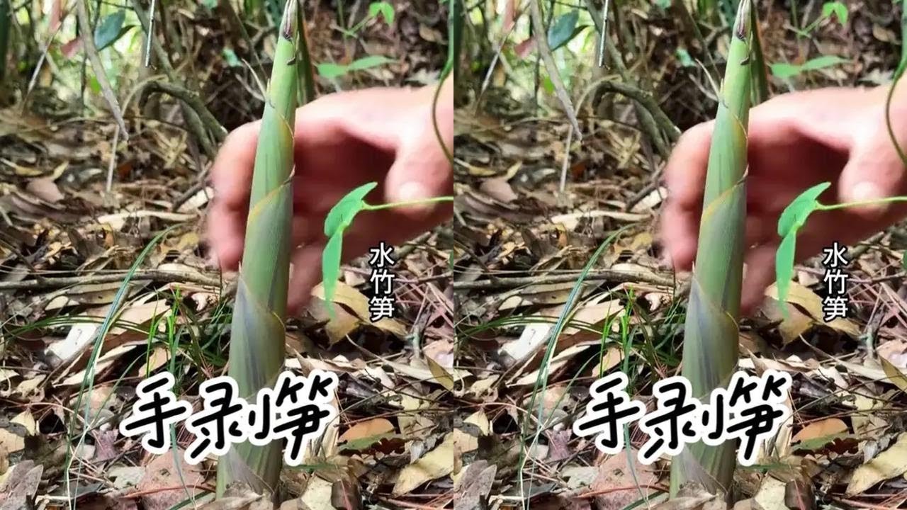 手剥笋 徒手拔笋太解压了，用新鲜的水竹笋做一锅 手剥笋，味道简直绝绝子#大山里的味道  #舌尖上的抖音  #手剥笋 #浅尝一口立夏乡间的味道 #新农人计划2025@DOU+小助手 @DOU+上热门