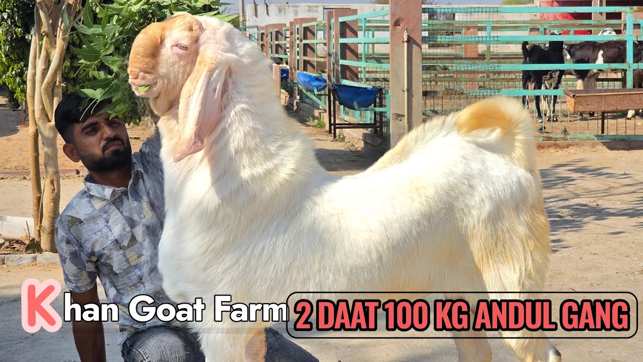 KHAN GOAT FARM UNBELIVABLE ANDUL GANG | 2 DAAT 100 KG 