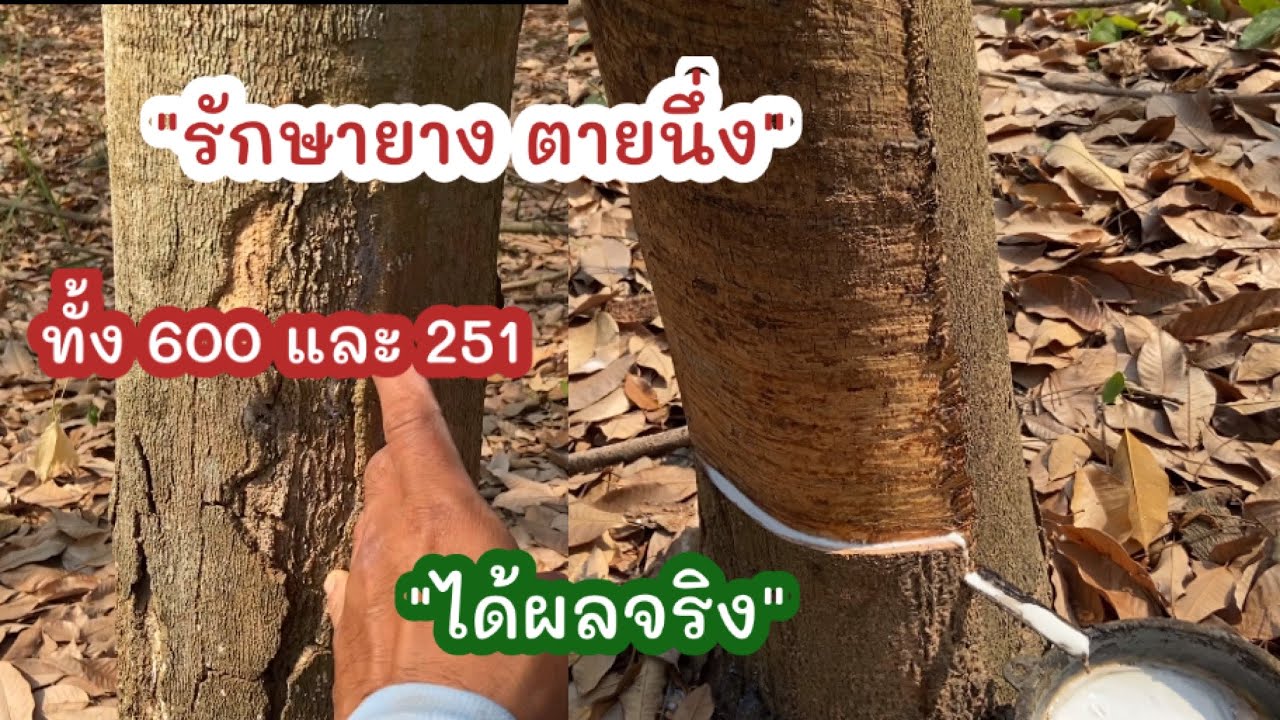 รักษาต้นยางตายนึ่ง หายทั้ง251/600