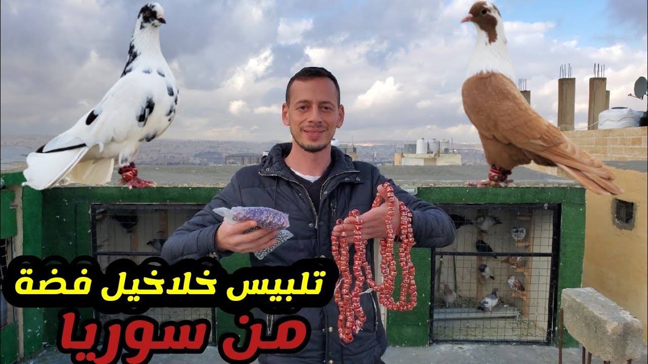 ابو سوار لديكم لا خوف عليكم تلبيس افخم انواع الخلاخيل للحمام من سوريا