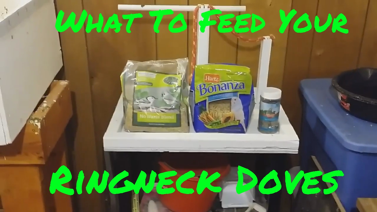 What To Feed Your Ringneck Dove