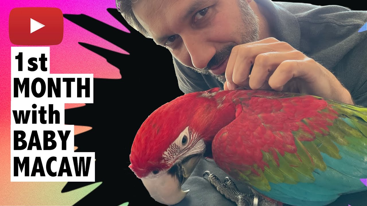 1st Month living with a Macaw | Baby Green Wing Macaw