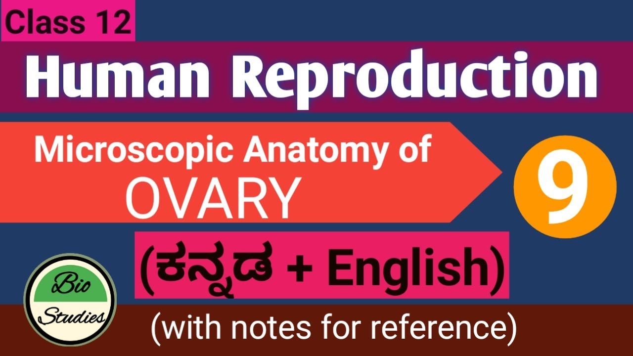 Class 12 - Human Reproduction - 09 - Anatomy of Ovary