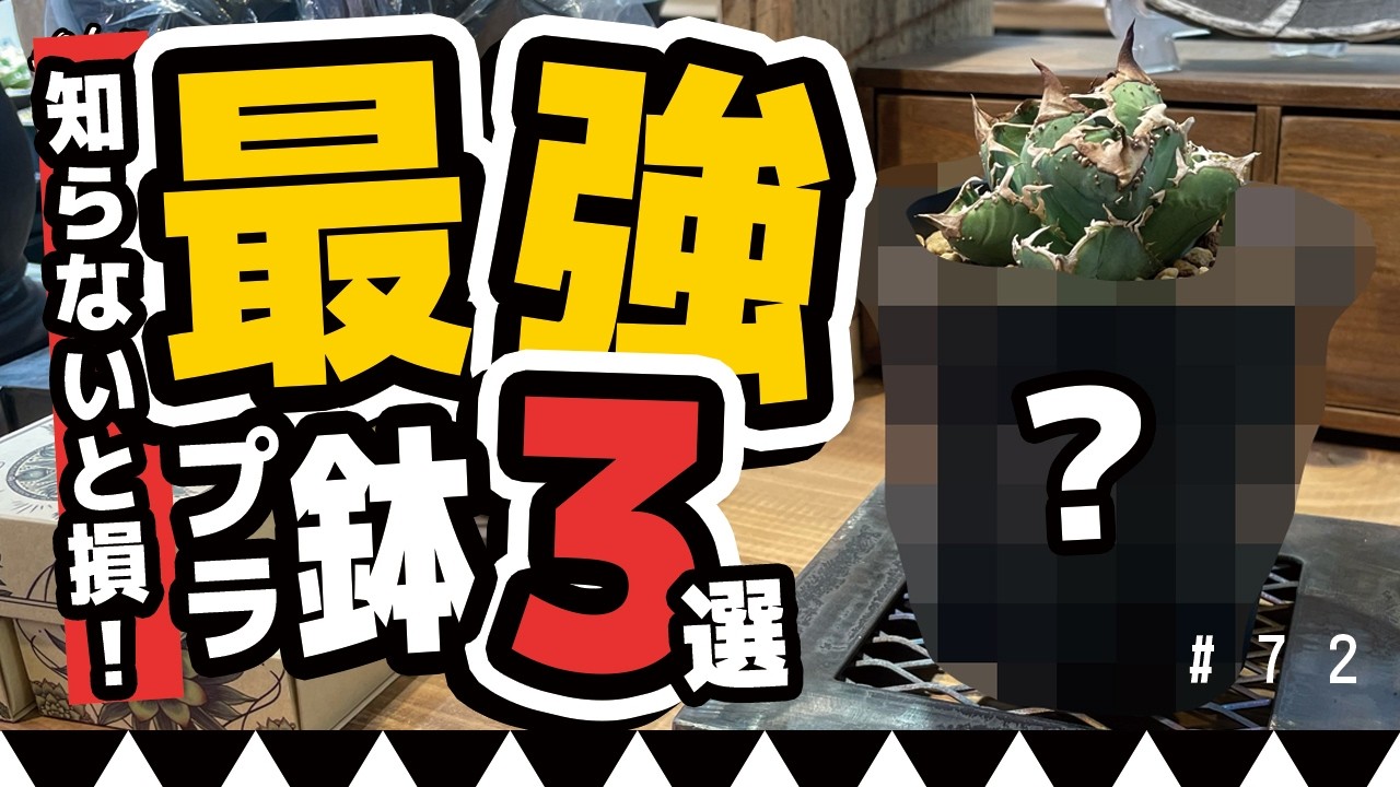 【知らないと損】アガベ初心者が絶対使うべきプラ鉢3選