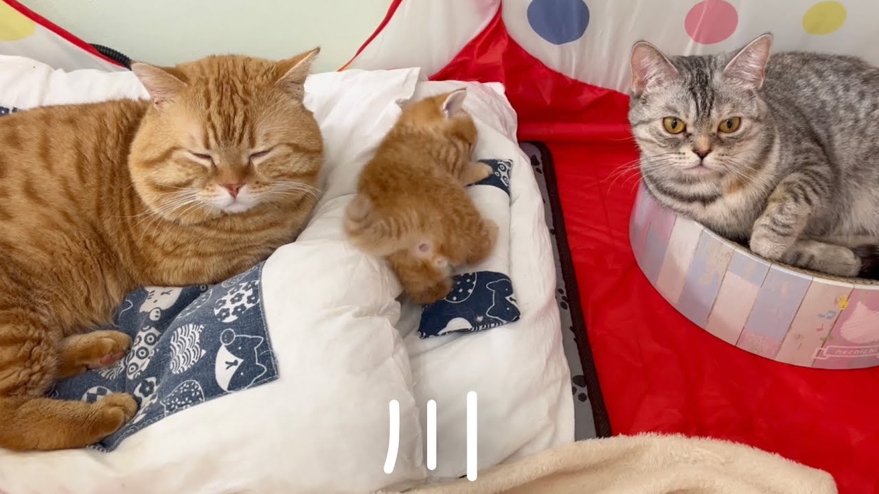 川の字になってお昼寝する猫家族。