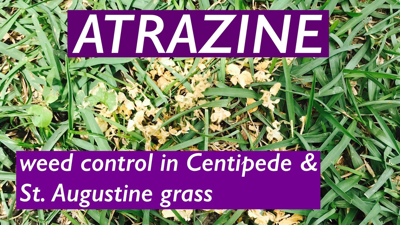 How to use ATRAZINE for WEEDS in Centipede Grass + St. Augustine | Spectracide Weed Stop for Lawns