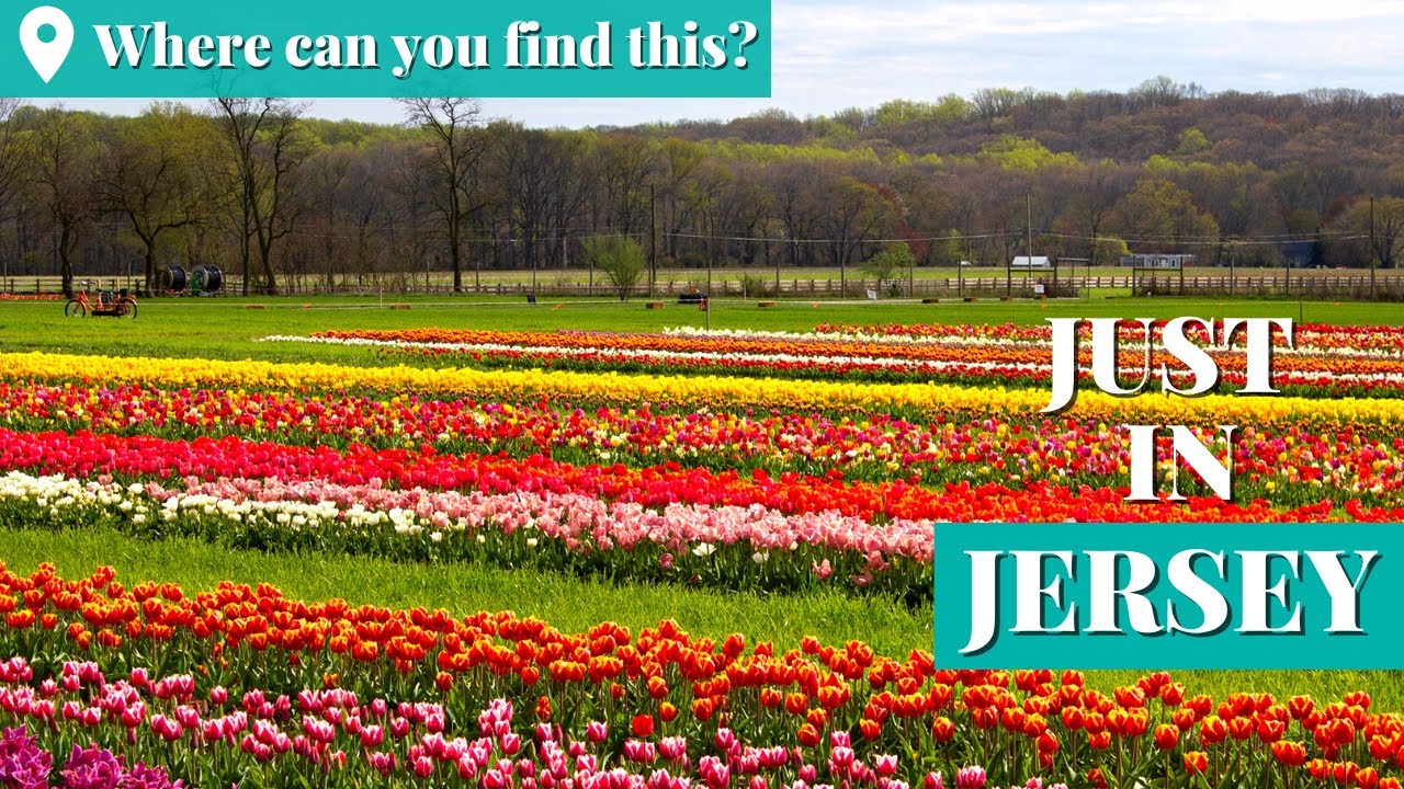 Immerse yourself in a sea of 8 million tulips at N.J.'s Holland Ridge Farms