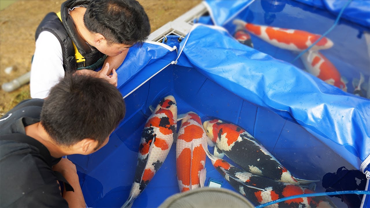 Amazing Koi Harvest in Japan with Isa!