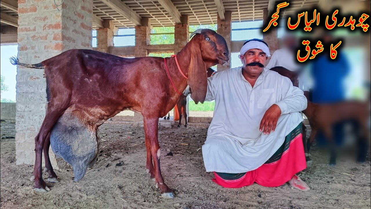 World's Best Milking Goats Of Ch Ilyas Gujjar || Nagra Beetal Goats 2024