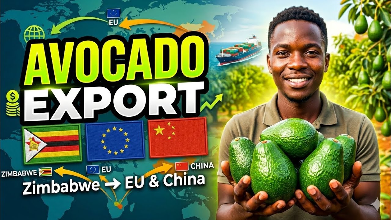 Avocado Export Secrets: Zimbabwe to EU & China 