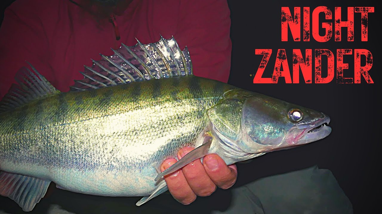 Night Fishing for ZANDER