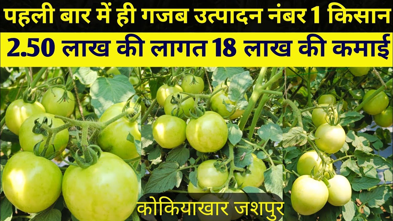 पहली बार में ही गजब उत्पादन 🍅 ग्राफ्टेड टमाटर की खेती || 2.50 लाख की लागत 18 लाख की कमाई #बागबहार