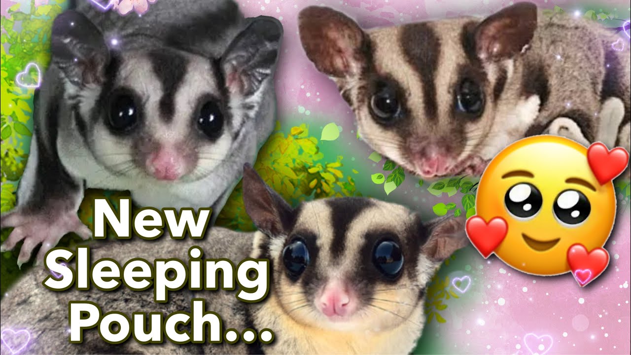Sugar Gliders New Sleeping Pouch