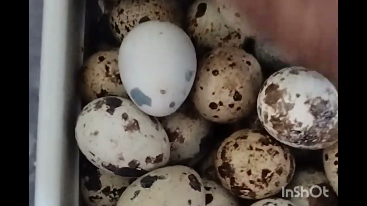 جمع البيض وحصيلة جيدة بعد غياب ....