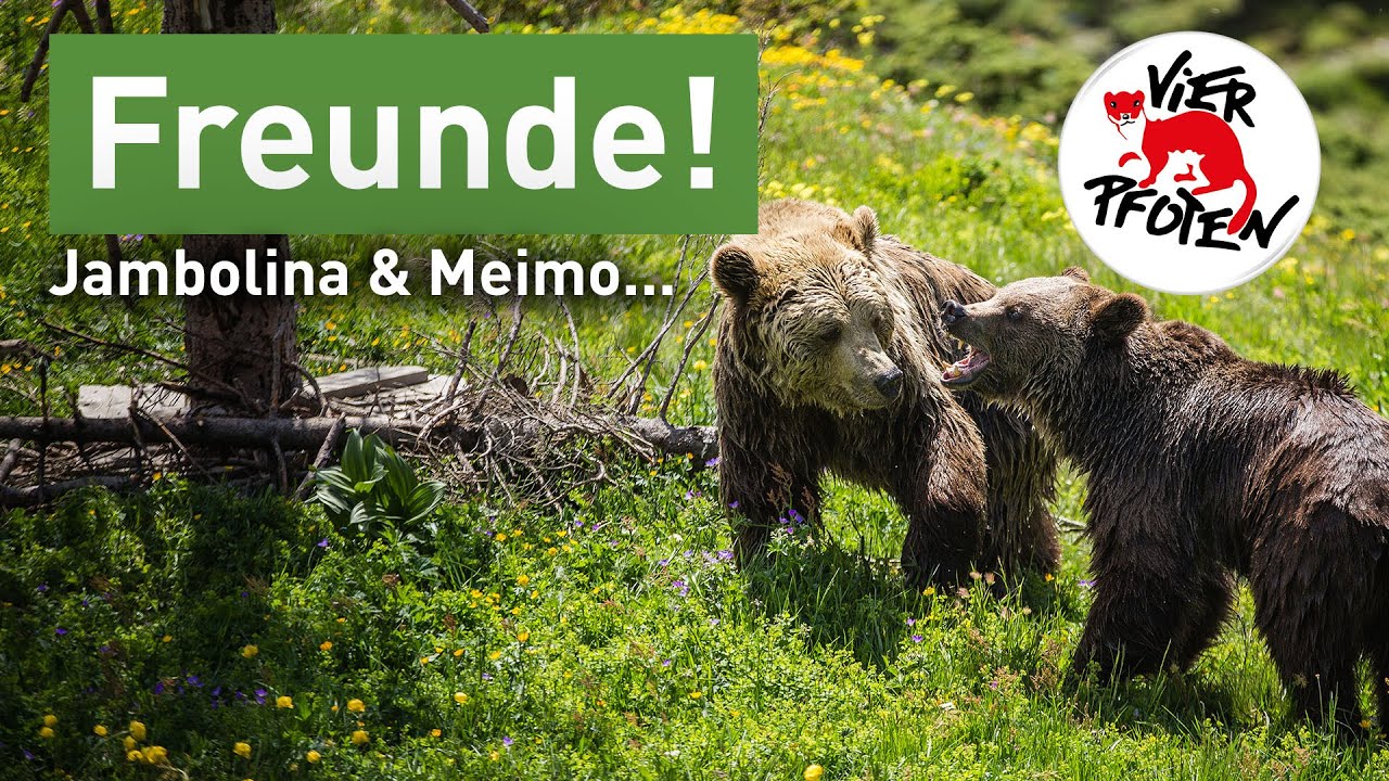 #arosafriday - die drei Bären im Arosa Bärenland | VIER PFOTEN
