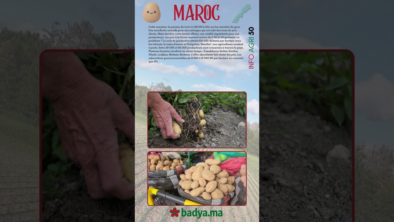 Pomme de terre à 2 DH le kilo : Bonne affaire pour vous, casse-tête pour nos producteurs   