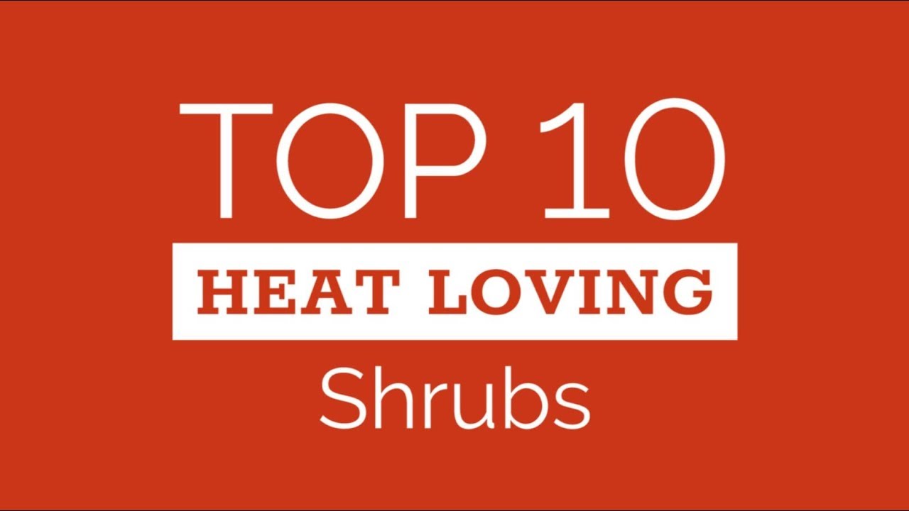 Top Ten Heat Loving Shrubs