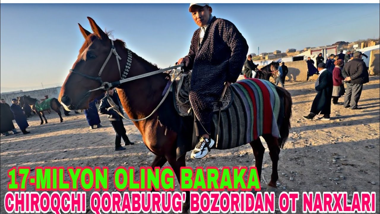 27-FEVRAL CHIROQCHI QORABURUG’ BOZORIDAN OT-TOY BEYA TUYA BUTALOQ NARXLARI 2026
