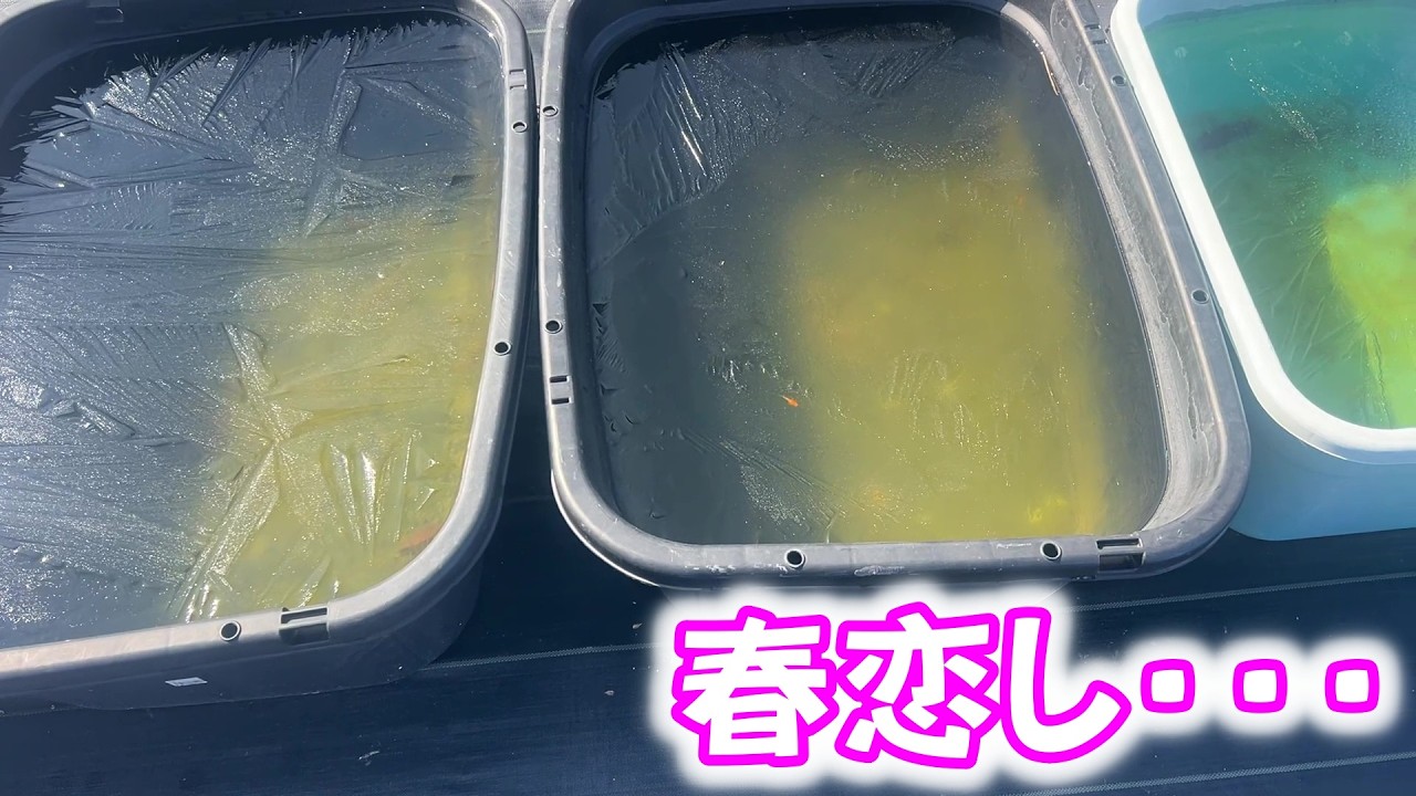 【めだか】片隅ファームすこ～し氷が薄くなってきました。Ｂ型おやじ　2026年　2月　13日　投稿