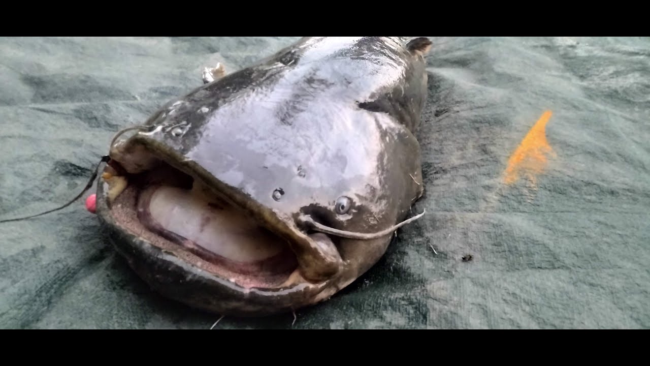 Silure du Tarn aux pellets