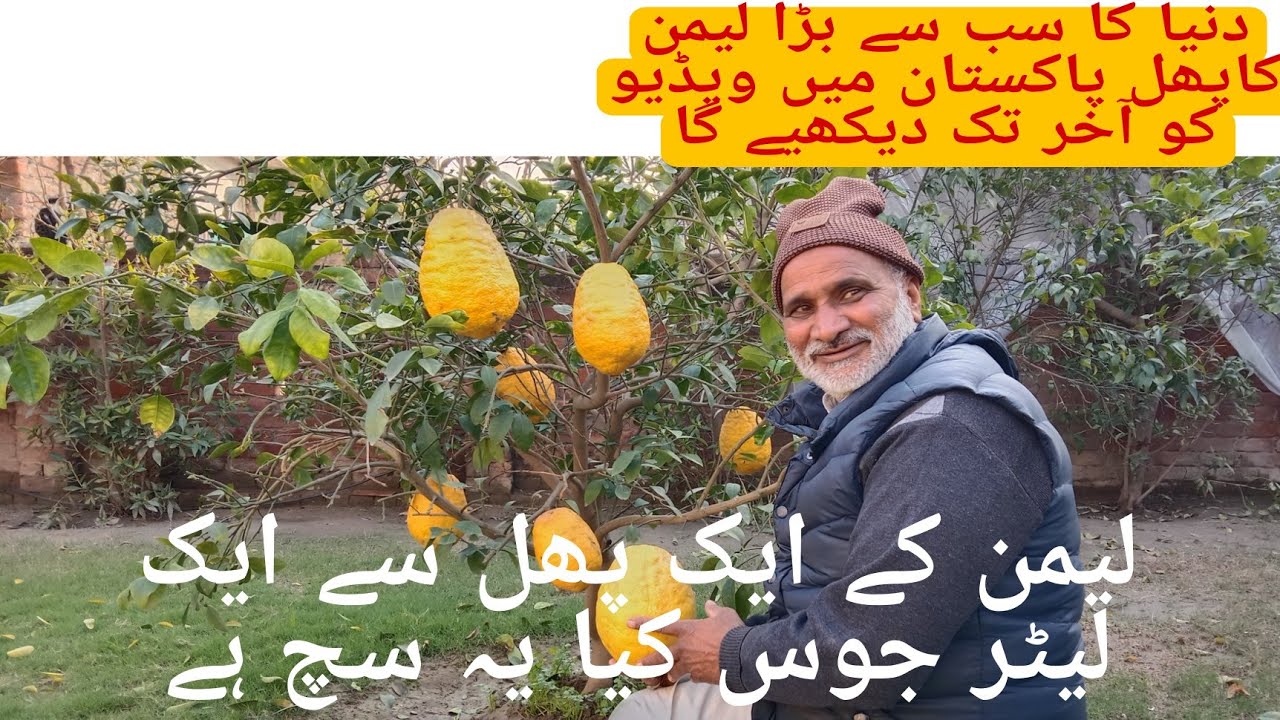 World's Largest Lemon Fruit || amazing World biggest lemon fruit || Lemon Fruit Farming in Pakistan