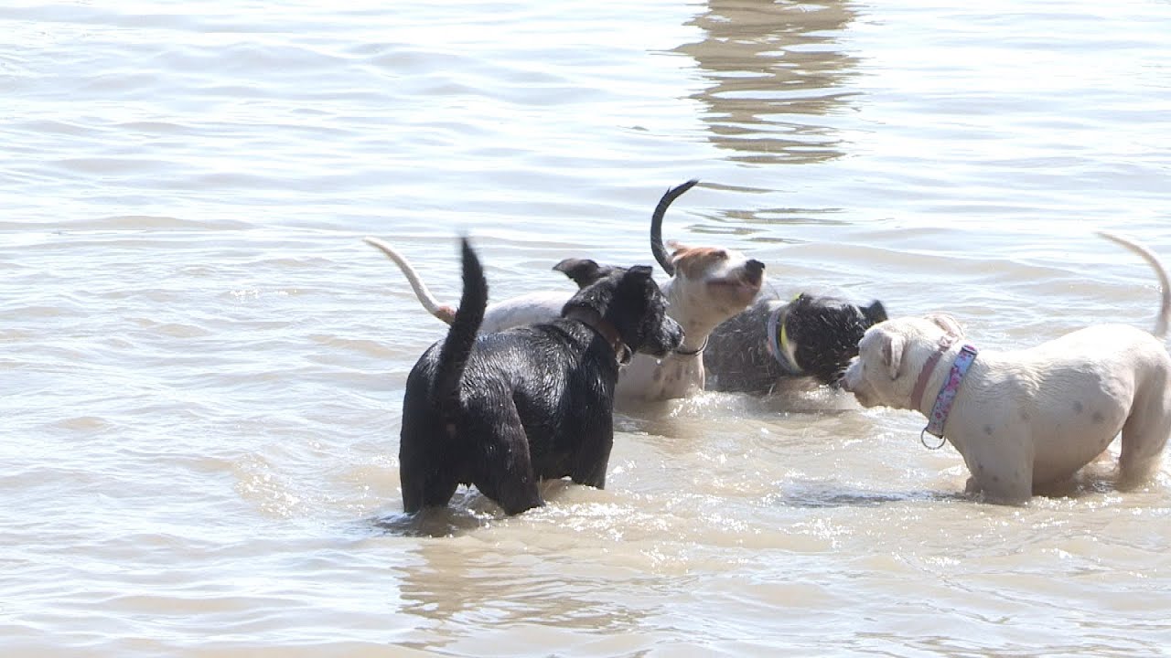 Falkában partiztak a kutyusok