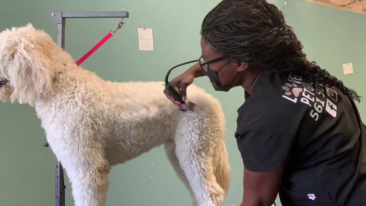 Trimming a Golden Doodle